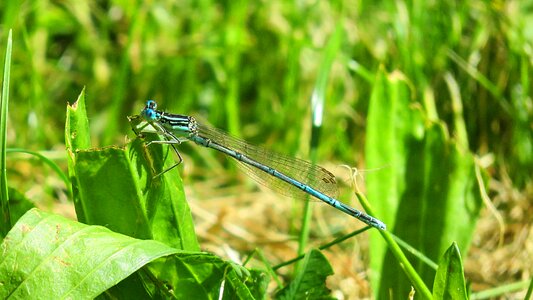Animal flight insect nature