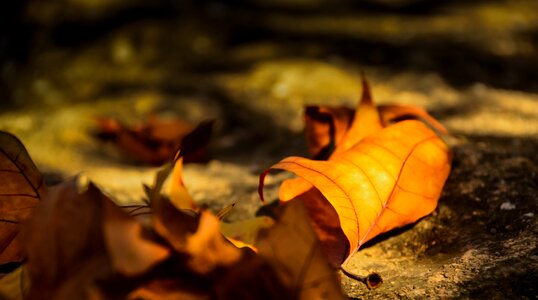 Leaves golden autumn poplar
