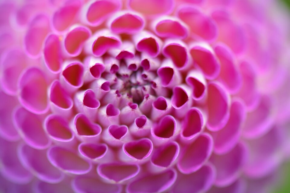 Purple beauty heart
