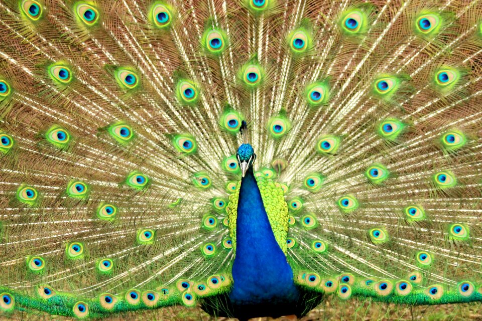 Feather nature animal