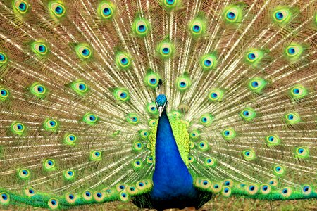 Feather nature animal
