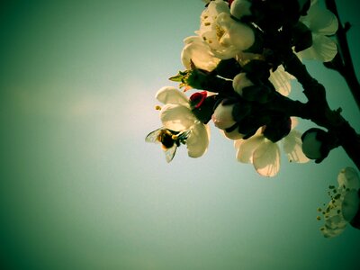 Bee a branch spring