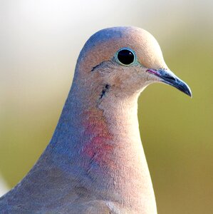 Bird close-up color