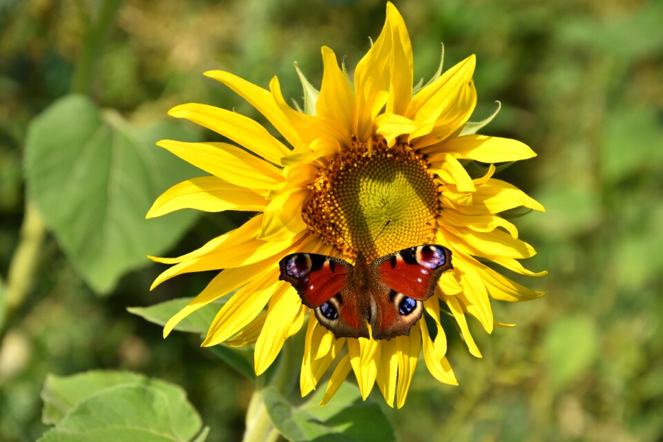 Nature insect colorful