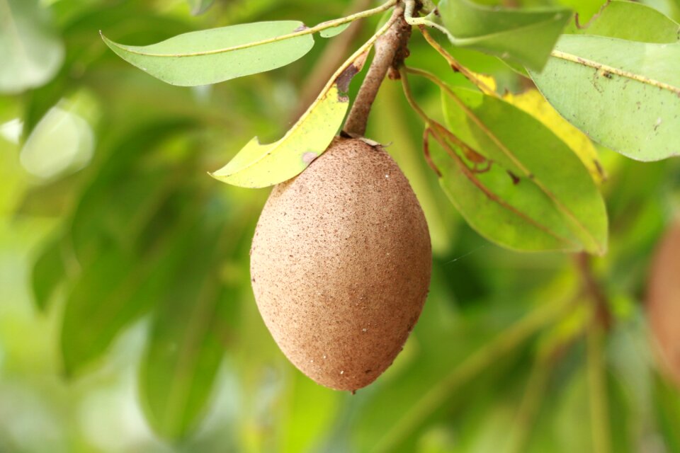 Agriculture nature delicious