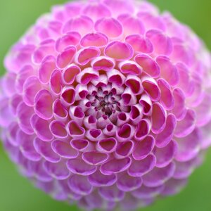 Purple beauty circle