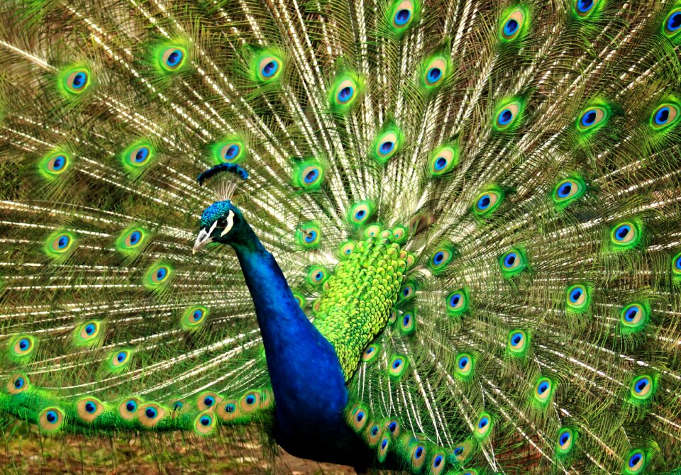 Feather nature animal