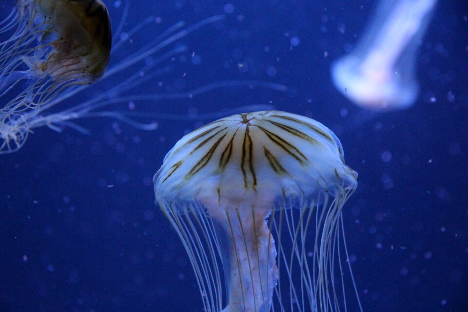 Jellyfish berlin zoo germany
