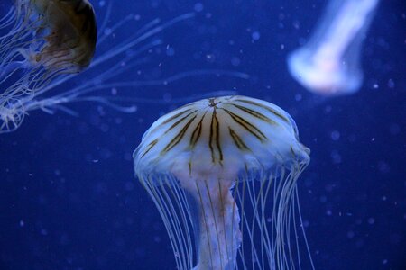 Jellyfish berlin zoo germany