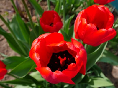 Red flowers spring red photo