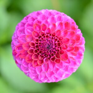 Nature dahlia purple