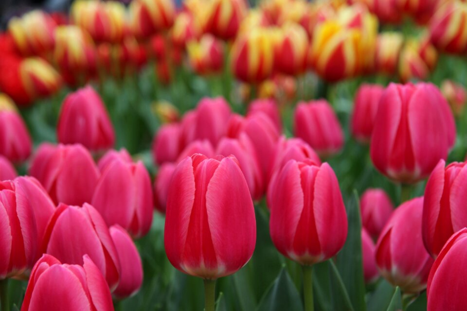 Keukenhof lisse netherlands photo