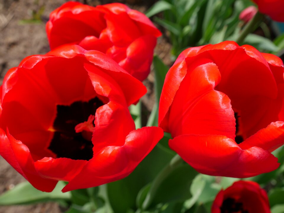 Red flowers spring red