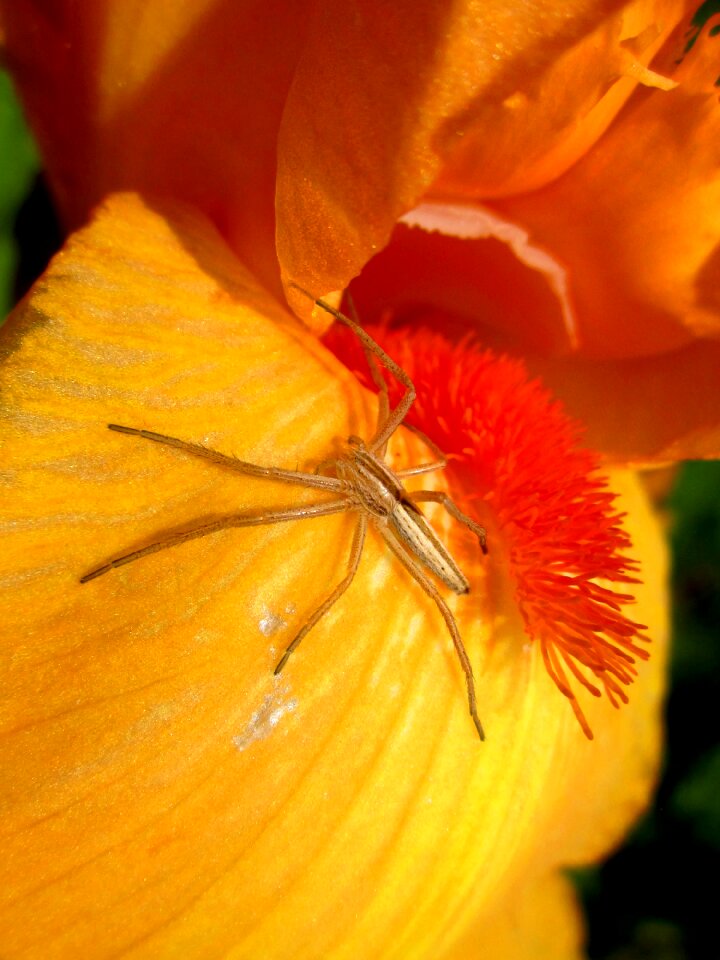 Flower yellow insect