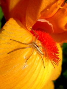 Flower yellow insect