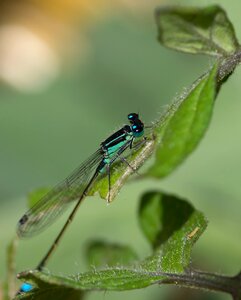 Demoiselle agrion elegant ischnura elegans