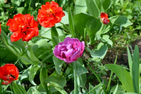 Pink lilac red