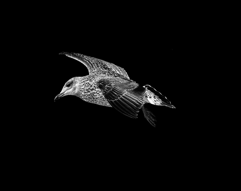 Nature gull animal