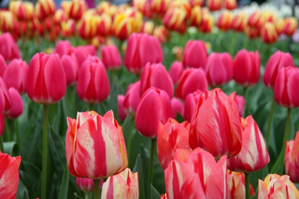 Keukenhof lisse netherlands