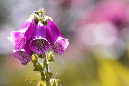 Flowers pink pink blossoms photo