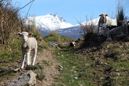 Sheep lamb patagonia
