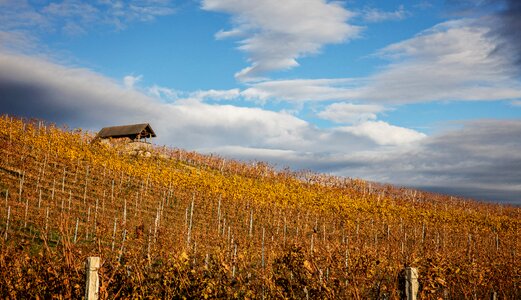 Wine grape cloud photo