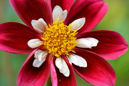 Dahlia red white