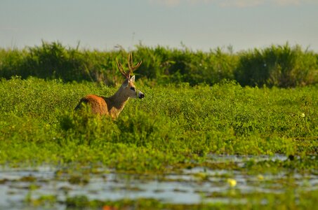 Outdoors water wildlife