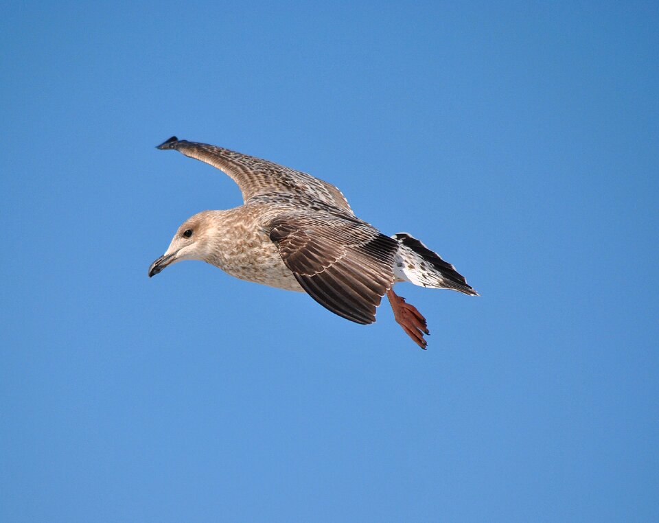 Animal bird wildlife