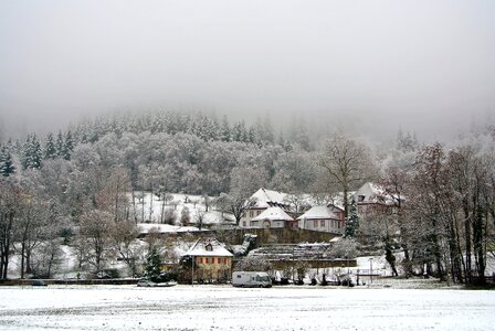 Mist frosty forest