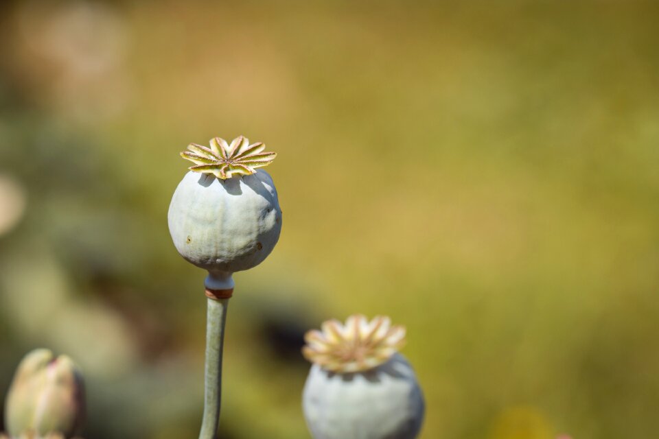 Nature seed capsules decoration