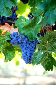 Fruit harvest cluster