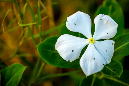 Plant summer design photo