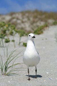 Bird west coast beach coast