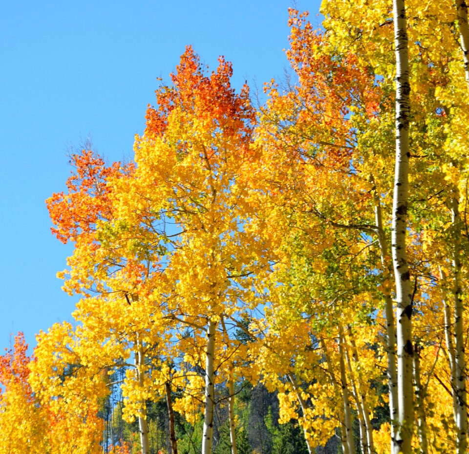 Yellow mountain orange photo