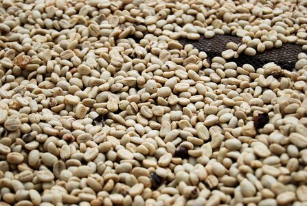 Coffee grains roasted coffee coffee photo