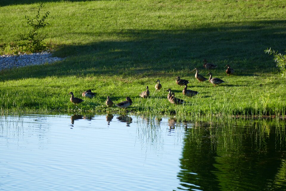 Nature bird wildlife