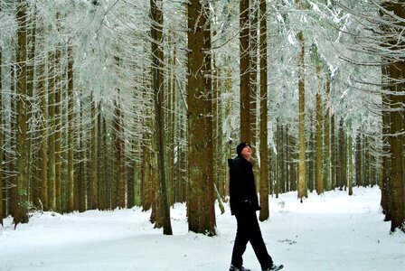 Winter forest frost