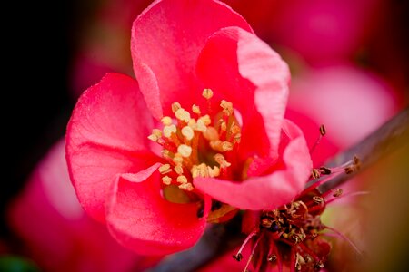 Pink bloom spring photo