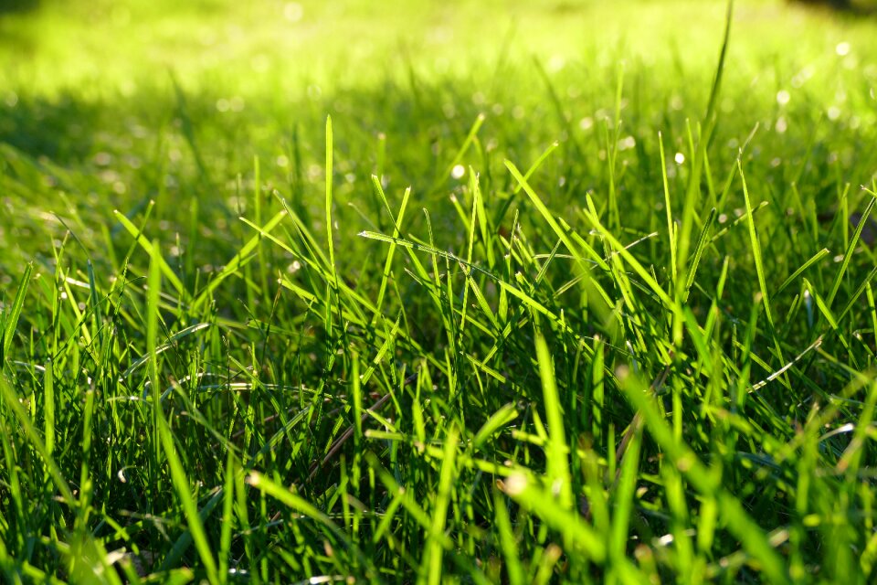 Lawn summer nature