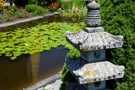 Water lily lotus blossom aquatic plant