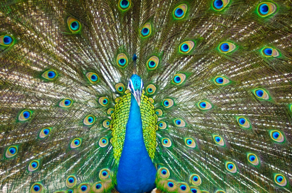 Bird feather zoo
