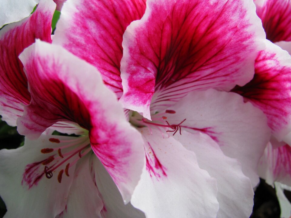 Flower nature pink flower