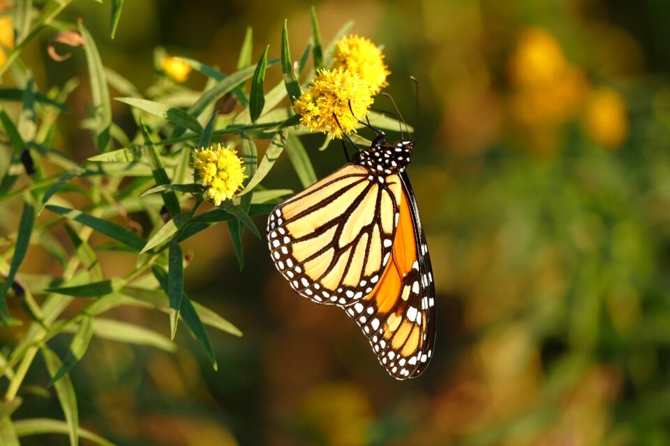 Monarch butterfly insect wings