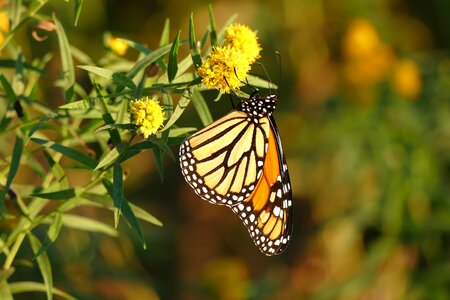 Monarch butterfly insect wings photo