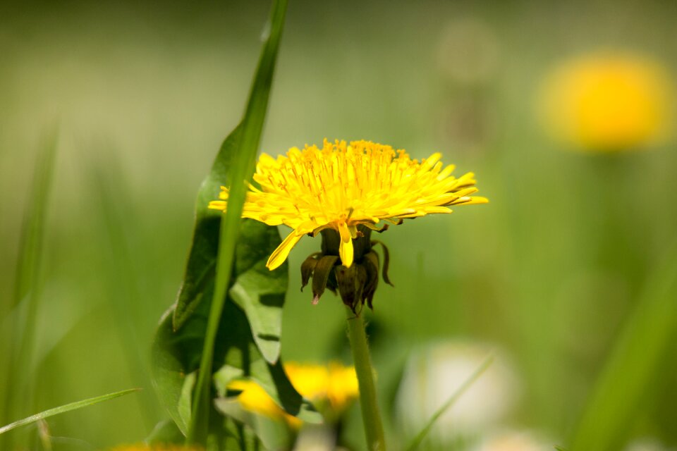 Buttercup stamp bühen