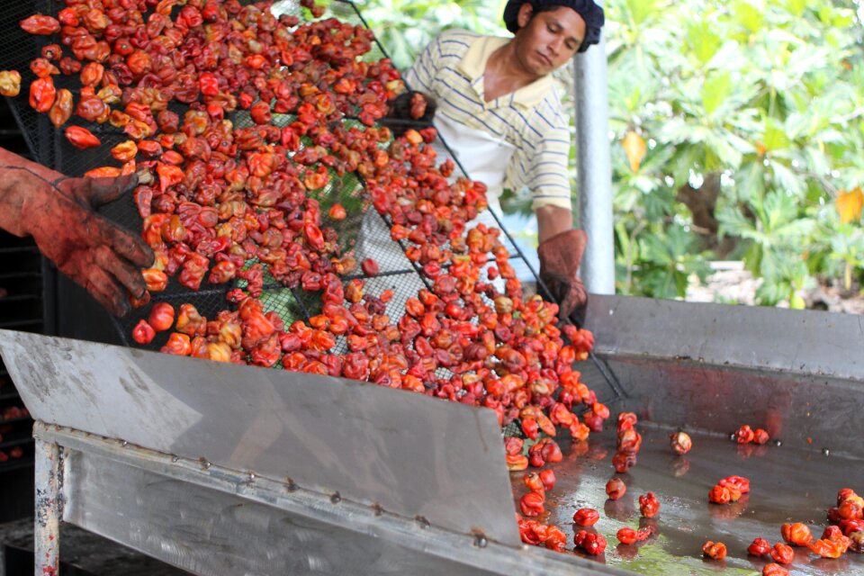 Red habanero smoker belize