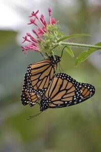 Animals coupling insects