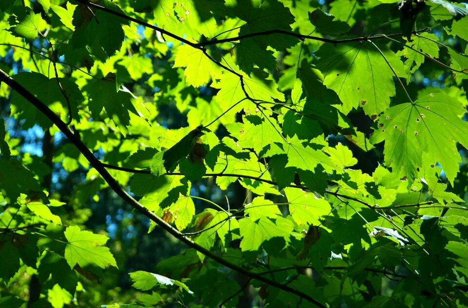 Green nature background