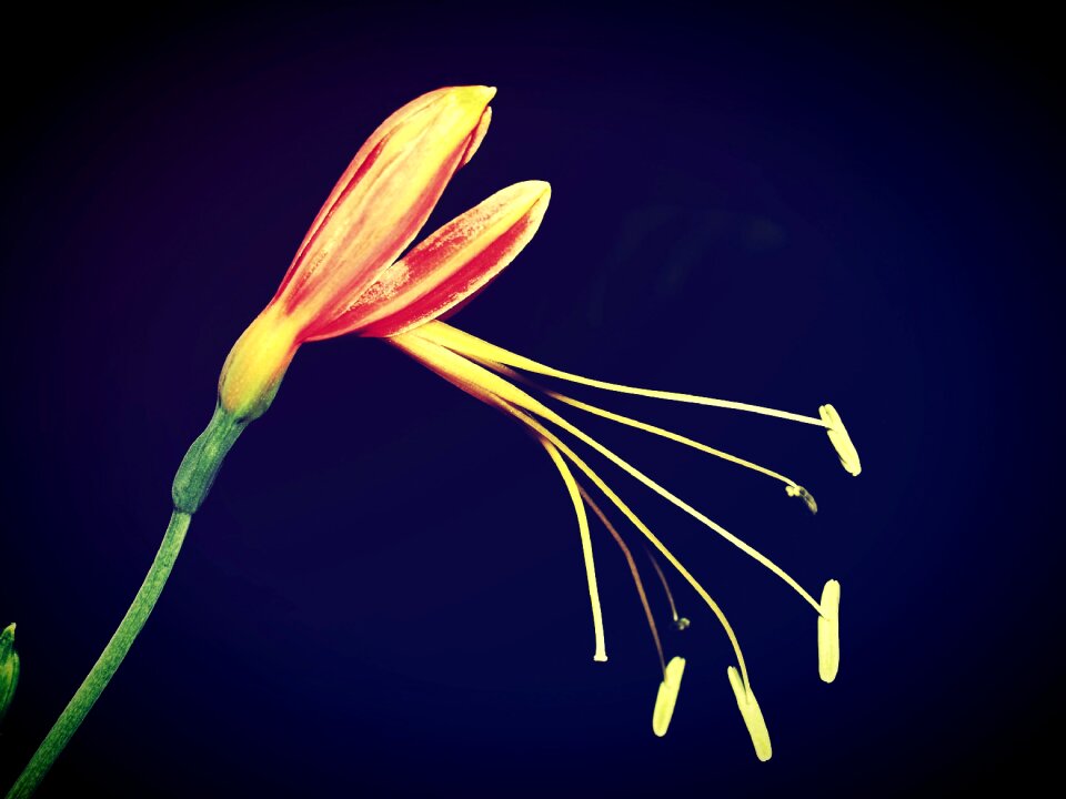 Flower foliage garden